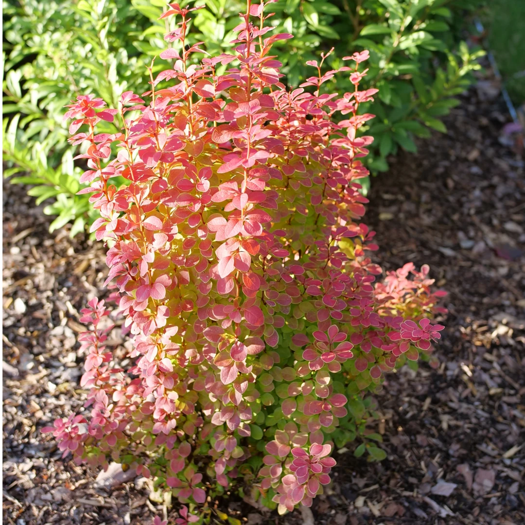 Sunjoy Orange Pillar™ Barberry 1 Sunjoy Orange Pillar™ Barberry