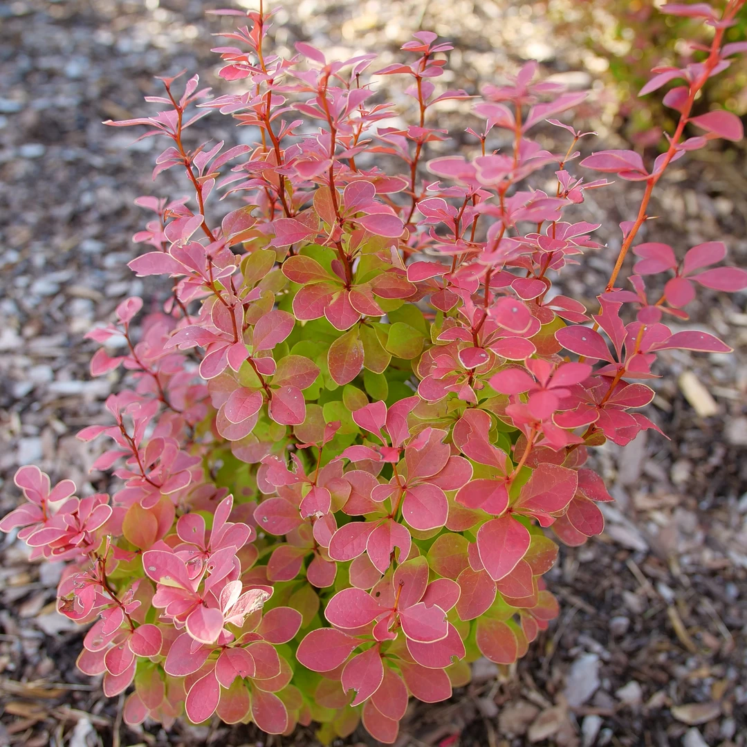 Sunjoy Orange Pillar™ Barberry 3 Sunjoy Orange Pillar™ Barberry - Image 3