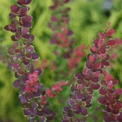 Sunjoy® Tangelo™ Barberry -Flower Shop BerberisSunjoyTangeloIMG 7911 800x800 55b5c5b