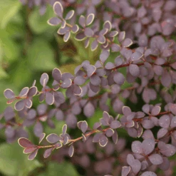 Sunjoy® Tangelo™ Barberry -Flower Shop BerberisSunjoyTangeloIMG 8161 800x800 4a26f60