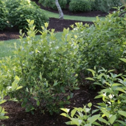 Berry Scape™ Red Aronia -Flower Shop Berry Scape Red Aronia 4