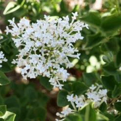 Bloomerang Showmound™ Reblooming Lilac (Syringa)