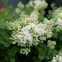 Bloomerang Showmound™ Reblooming Lilac (Syringa) -Flower Shop BloomerangShowmound RebloomingLilac Syringa 1