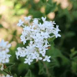 Bloomerang Showmound™ Reblooming Lilac (Syringa) -Flower Shop BloomerangShowmound RebloomingLilac Syringa 4