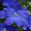 'Blue Butterfly' Delphinium