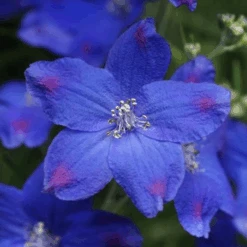 'Blue Butterfly' Delphinium