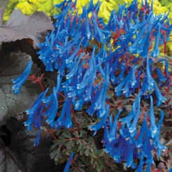 'Blue Heron' Fumewort (Corydalis) -Flower Shop BlueHeron Fumewort Corydalis