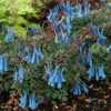 'Blue Heron' Fumewort (Corydalis)