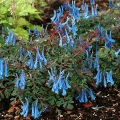 'Blue Heron' Fumewort (Corydalis)