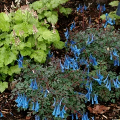 'Blue Heron' Fumewort (Corydalis) -Flower Shop BlueHeron Fumewort Corydalis 3
