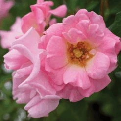 Blushing Drift® Rose