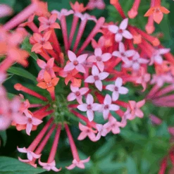 Estrellita Little Star™ Firecracker Bush -Flower Shop BouvardiaEstrellitaLittleStarP1094883 800x800 2b897eb