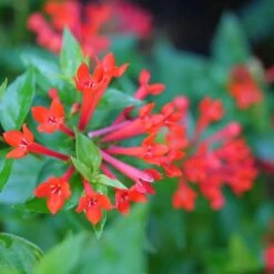 Estrellita™ Scarlet Firecracker Bush -Flower Shop Bouvardia Estrellita Scarlet P1228540 800 800 60