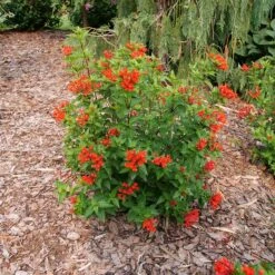 Estrellita™ Scarlet Firecracker Bush -Flower Shop Bouvardia Estrellita Scarlet P1238155 800 800 60