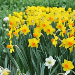 'Brackenhurst' Large Cupped Daffodil (Narcissus)