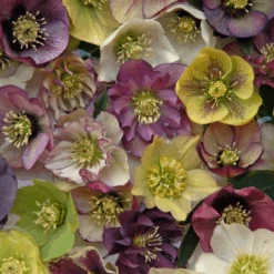 'Brandywine' Lenten Rose (Helleborus) -Flower Shop Brandywine Hellebore Helleborusorientalis 1