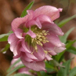 'Brandywine' Lenten Rose (Helleborus) -Flower Shop Brandywine Hellebore Helleborusorientalis 3