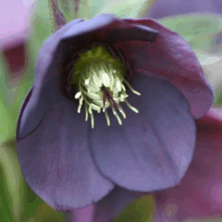 'Brandywine' Lenten Rose (Helleborus) -Flower Shop Brandywine Hellebore Helleborusorientalis 4
