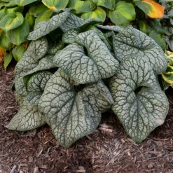 'Jack Of Diamonds' Siberian Bugloss 8 'Jack Of Diamonds' Siberian Bugloss -Flower Shop Brunnera Jack of Diamonds 2 P