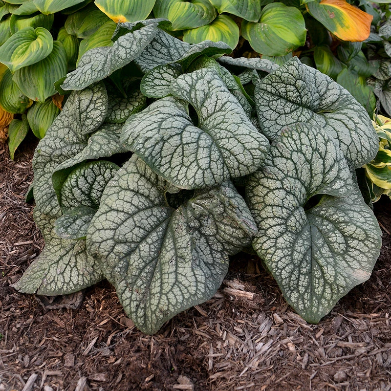 'Jack Of Diamonds' Siberian Bugloss 4 'Jack Of Diamonds' Siberian Bugloss - Image 4