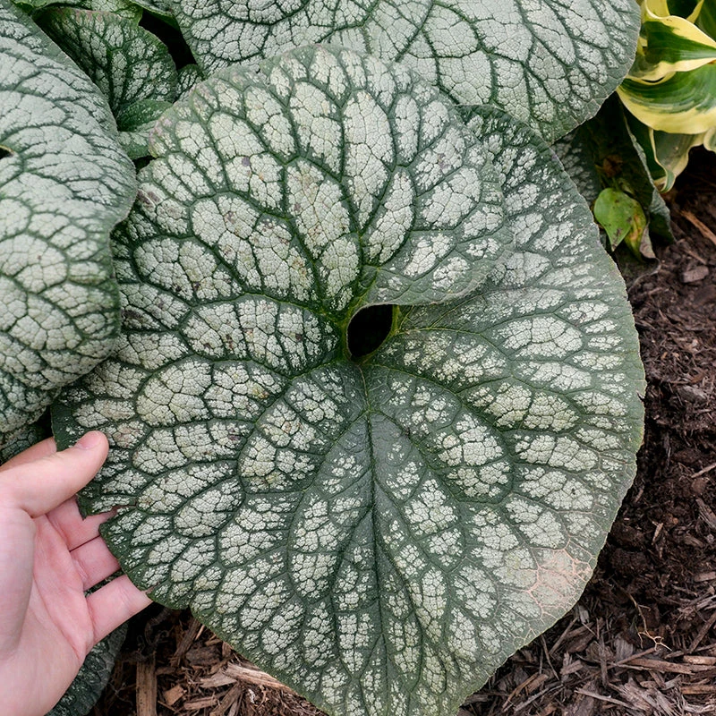 'Jack Of Diamonds' Siberian Bugloss 2 'Jack Of Diamonds' Siberian Bugloss - Image 2