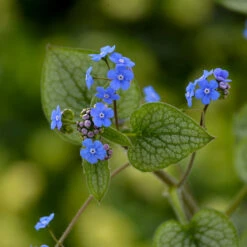 'Queen Of Hearts' Siberian Bugloss -Flower Shop Brunnera Queen of Hearts 2 P
