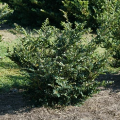 Buckhead™ Bold Distylium