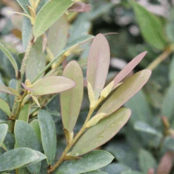 Buckhead™ Bold Distylium -Flower Shop Buckhead BoldDistylium 3