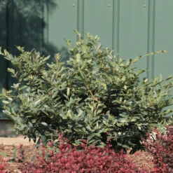 Buckhead™ Bold Distylium -Flower Shop Buckhead BoldDistylium 5