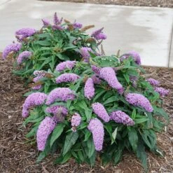 Pugster Amethyst® Butterfly Bush -Flower Shop Buddleia Pugster Amethyst 1 P
