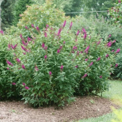 'Miss Molly' Butterfly Bush -Flower Shop BuddleiaMissMollyP1082695 800x800 505684e