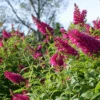 'Miss Molly' Butterfly Bush