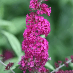 'Miss Ruby' Butterfly Bush -Flower Shop BuddleiaMissRubyIMG 7949 800x800 7754d1c
