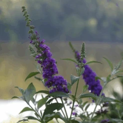 'Miss Violet' Butterfly Bush -Flower Shop BuddleiaMissVioletP2540397 800x800 c121c21