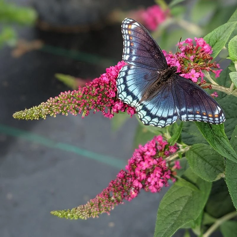 Lo & Behold Ruby Chip® Butterfly Bush 1 Lo & Behold Ruby Chip® Butterfly Bush