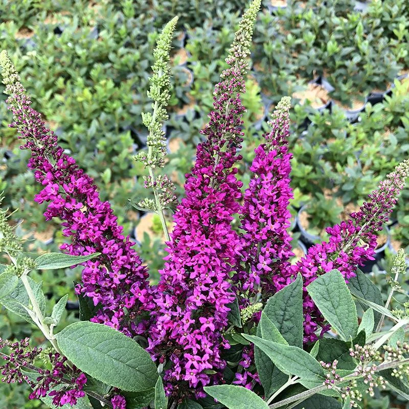 Lo & Behold Ruby Chip® Butterfly Bush 2 Lo & Behold Ruby Chip® Butterfly Bush - Image 2
