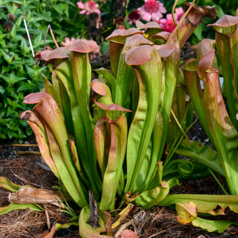 'Bug Bat' Pitcher Plant (Saracennia) 1 'Bug Bat' Pitcher Plant (Saracennia)