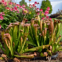Flower Shop -Flower Shop Bug Bat Pitcher Plant Saracennia 1