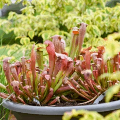 'Bug Bat' Pitcher Plant (Saracennia) 5 'Bug Bat' Pitcher Plant (Saracennia) -Flower Shop Bug Bat Pitcher Plant Saracennia 2