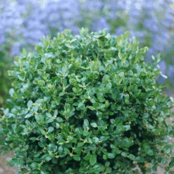 Neatball⢠Boxwood