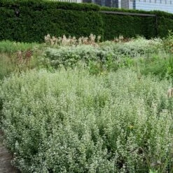 Calamint -Flower Shop Calamintha nepeta lurie garden chicago