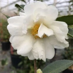 Just Chill⢠Double White Camellia