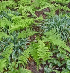Bunny Blue® 'Hobb' Sedge -Flower Shop Carex Bunny Blue 03