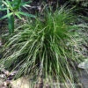 Eastern Star Sedge