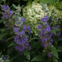 Beyond Midnight® Bluebeard -Flower Shop Caryopteris Beyond Midnight 3 P 31df8b38 198c 4262 97f4 d46a339bb904 sw