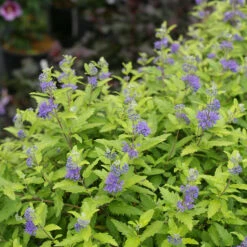 Sunshine Blue® II Bluebeard -Flower Shop Caryopteris Sunshine Blue II 3 P