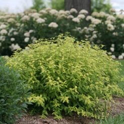 Sunshine Blue® II Bluebeard -Flower Shop Caryopteris Sunshine Blue II 4 P