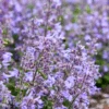 'Catwalk Queen' Catmint (Nepeta)