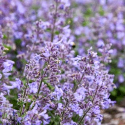'Catwalk Queen' Catmint (Nepeta)