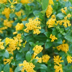 Juiced™ Orange Jessamine -Flower Shop CestrumJuicedOrangeP1184590 1080x1080 2030ad0